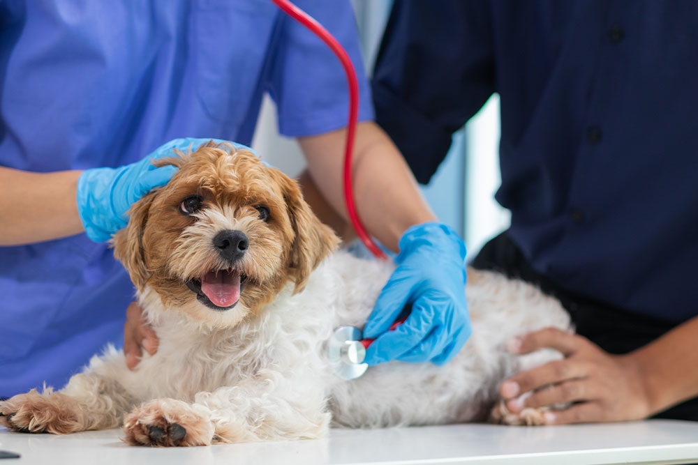 Vet examining dog during health exam.
