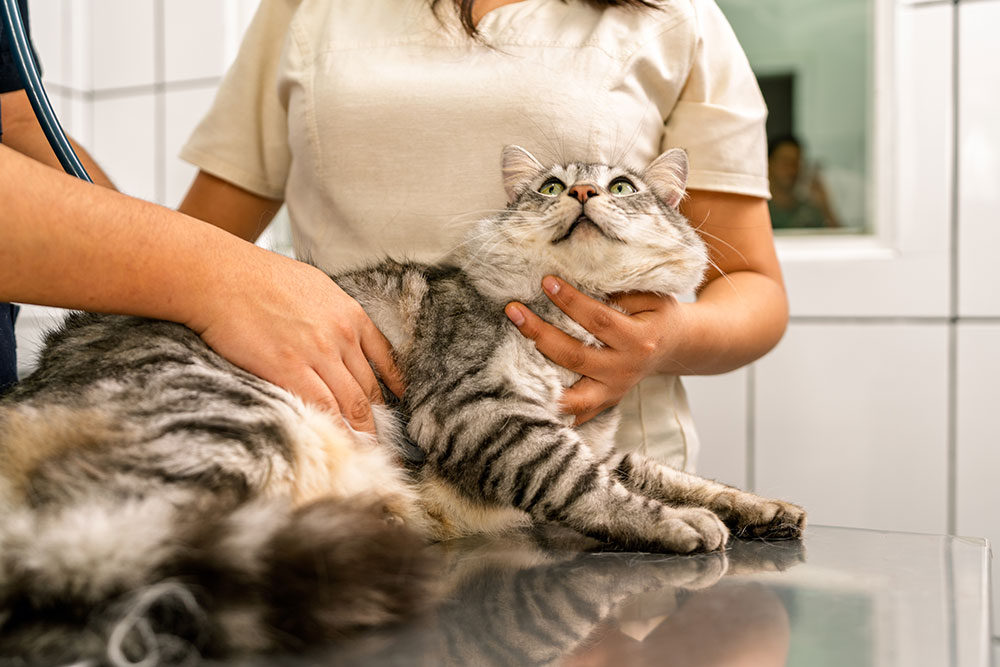 A gray tabby cat lying on a metal examination table while being held and examined by a veterinarian using a stethoscope.