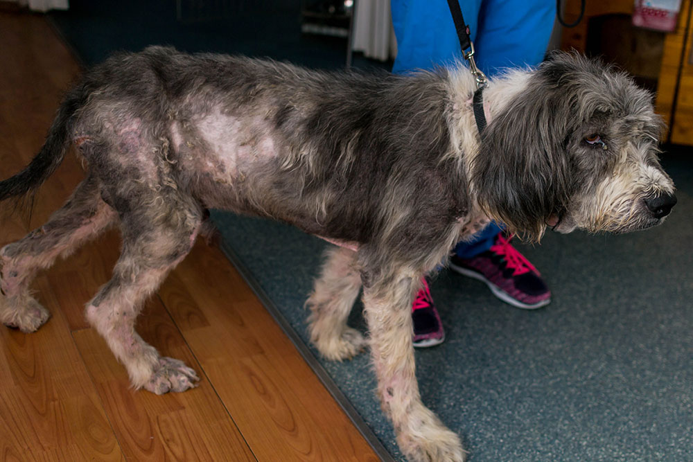 A scruffy, thin dog with significant patches of hair loss and irritated skin standing on a wooden floor.