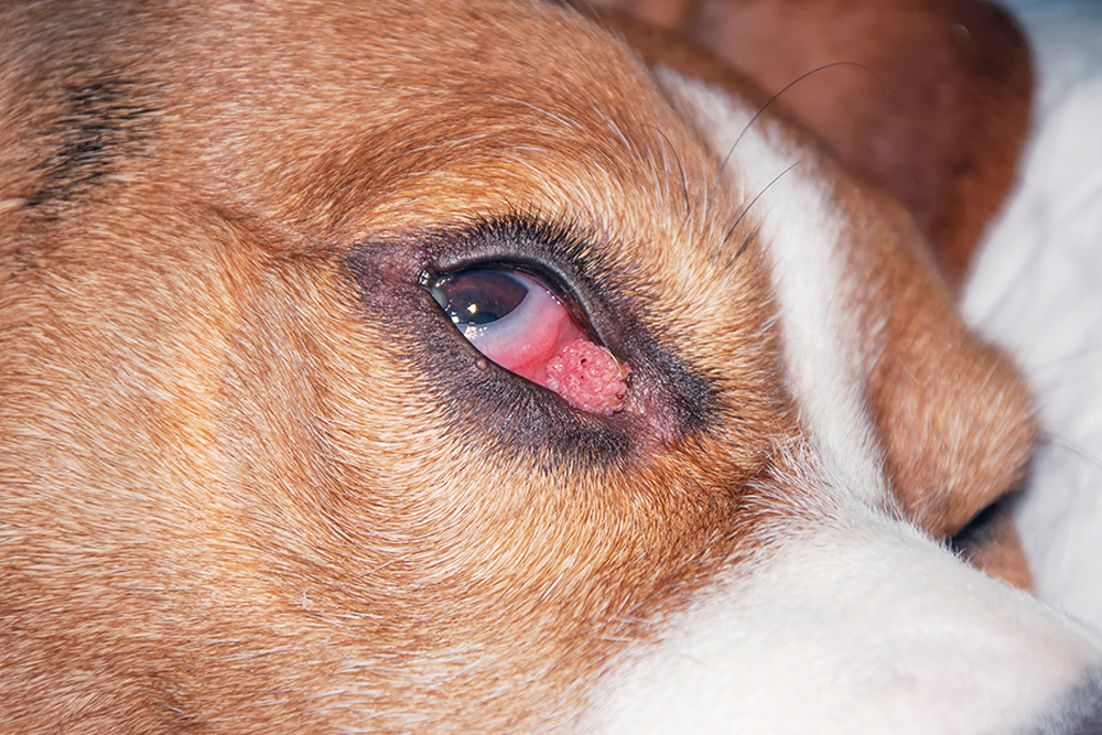 Dog eyelid mass causing swelling and irritation near the eye.