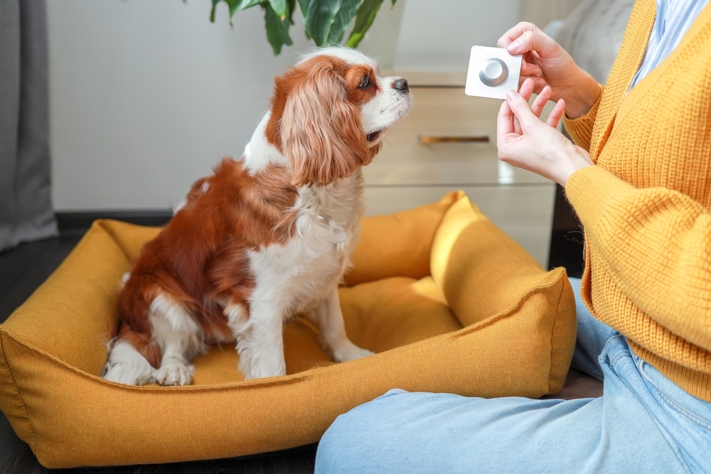 A person holding a blister pack of medicine while a Cavalier King Charles Spaniel sits in a yellow dog bed and looks up.