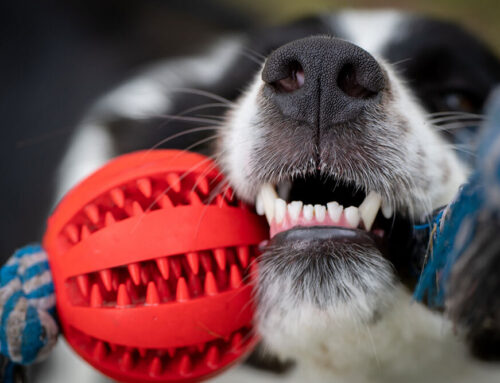 Dangerous Equipment for your pet