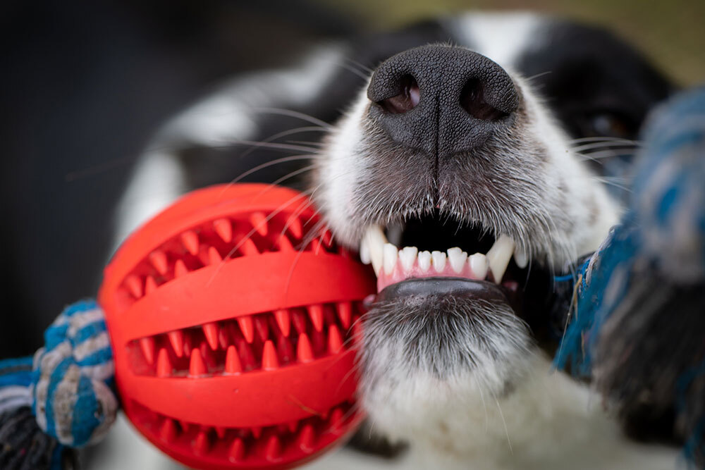 Extreme close up of a dog biting a red textured rubber chew toy.
