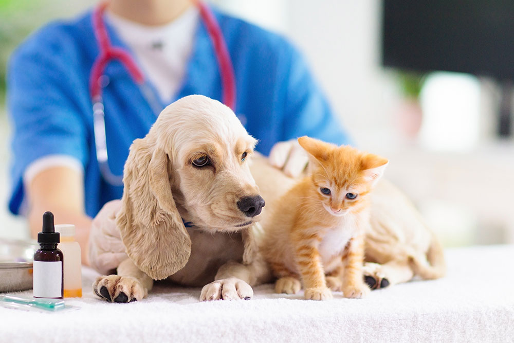 A cream-colored puppy and an orange tabby kitten sitting together on an exam table during a veterinary checkup.