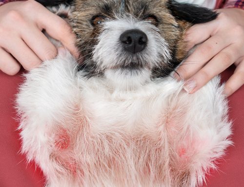 Apoquel vs. Cytopoint vs. Steroids: Choosing the Right Itch Therapy