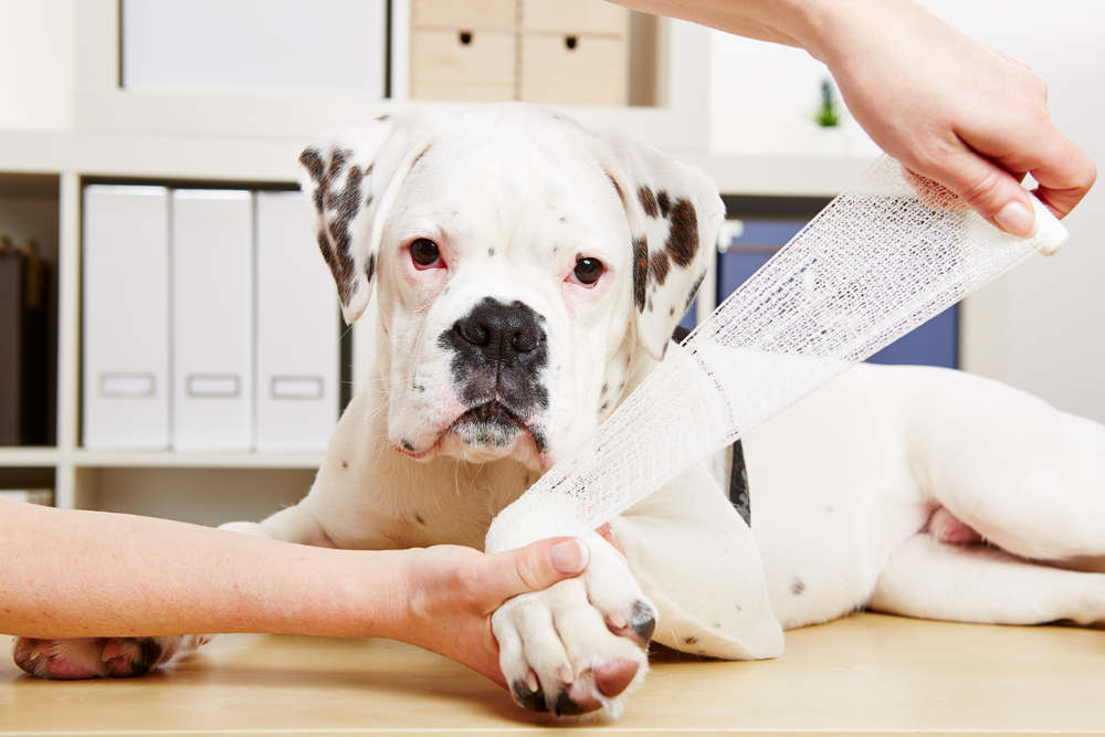 White dog with black spots lying on a table while a person carefully wraps a bandage around its front leg in a clean indoor setting
