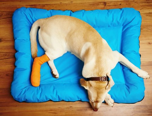 Cranial Cruciate (CCL) Injuries: TPLO vs. Extracapsular Repairs