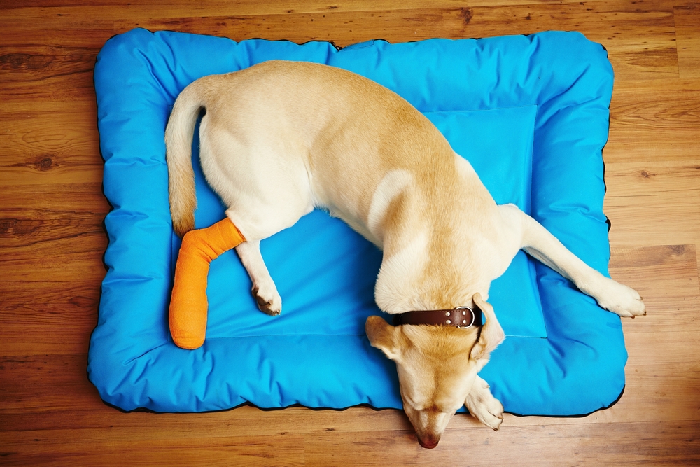 A light-colored dog lies on a bright blue cushion on a wooden floor, resting calmly with its head down while one of its hind legs is wrapped in a bright orange bandage or cast.