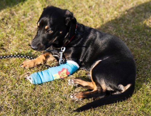 Cranial Cruciate (CCL) Injuries: TPLO vs. Extracapsular Repairs