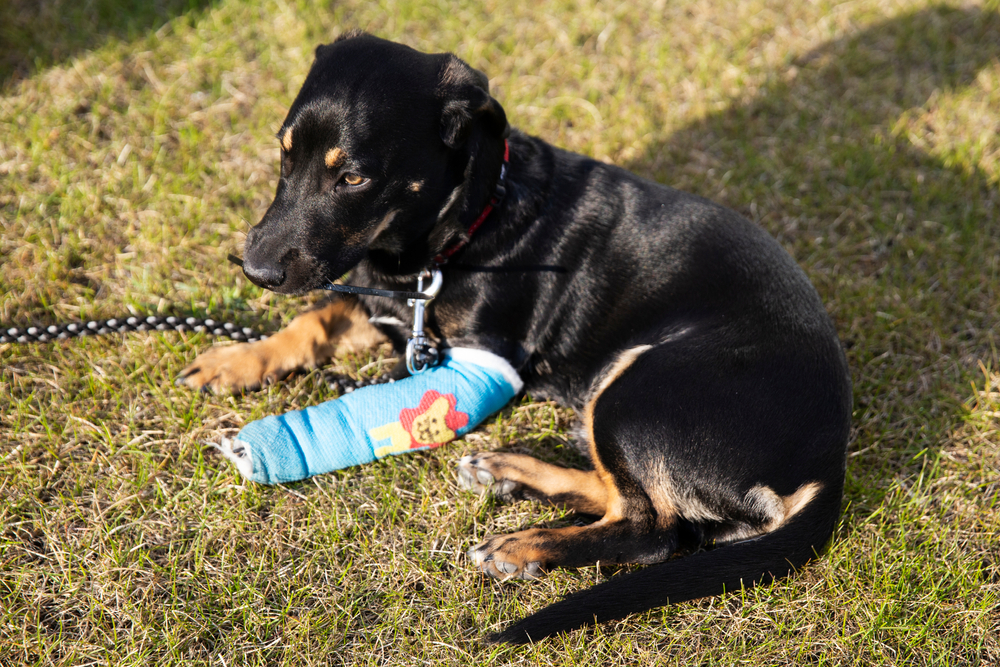 Black and tan dog lying on grass with a blue bandage on its front leg, wearing a red collar and leash, resting calmly outdoors in sunlight
