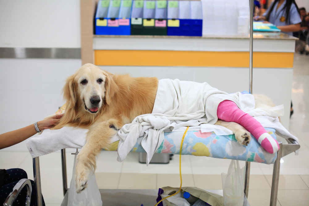 A golden retriever lies on a veterinary examination table covered with a patterned pad and white blanket, appearing calm while one of its hind legs is wrapped in a bright pink cast. A person gently rests a hand near the dog, and medical supplies and equipment are visible in the background, suggesting a clinic setting.