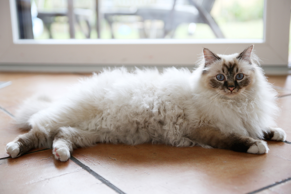 A fluffy, long-haired cat with cream-colored fur, darker face and paws, and bright blue eyes lies stretched out on a tiled floor indoors, gazing toward the camera with a calm, relaxed expression near a glass door.
