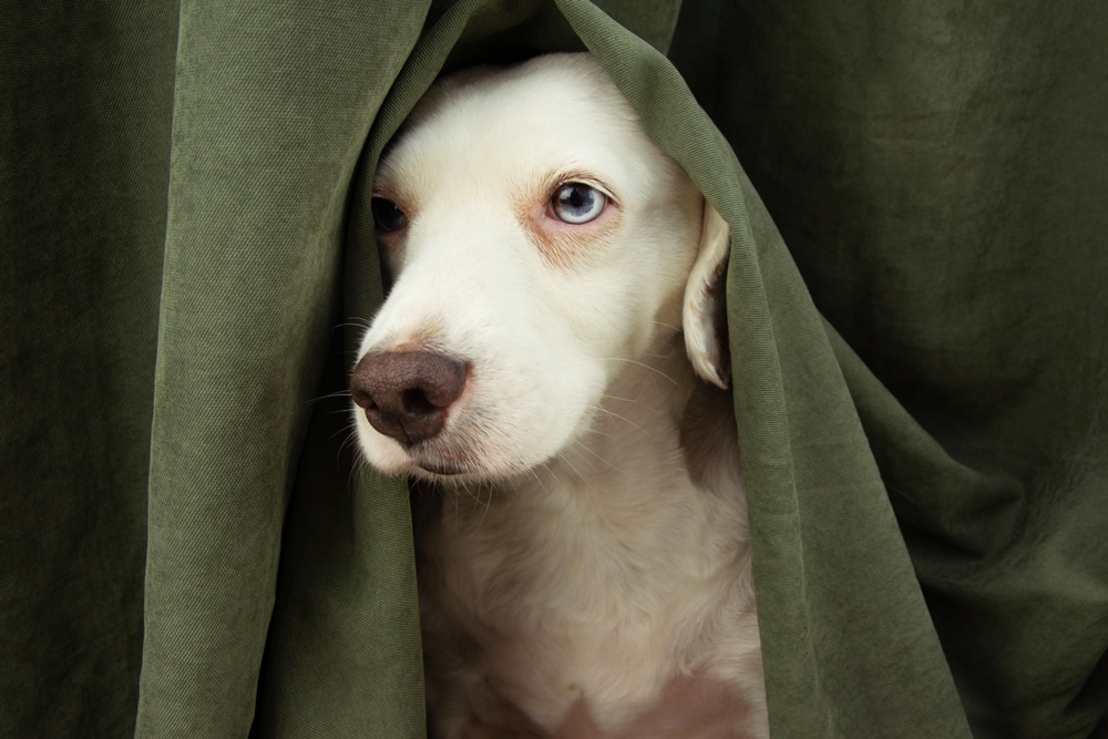 White dog partially hidden while peeking curiously from behind an outdoor structure in a natural setting.