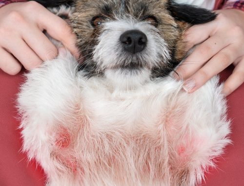 Allergic Reactions: Hives vs. Anaphylaxis and What We Do