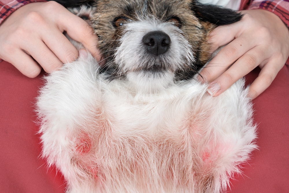 Small dog lying on its back while a person gently holds its front legs, revealing red, irritated skin on its chest and underarms.
