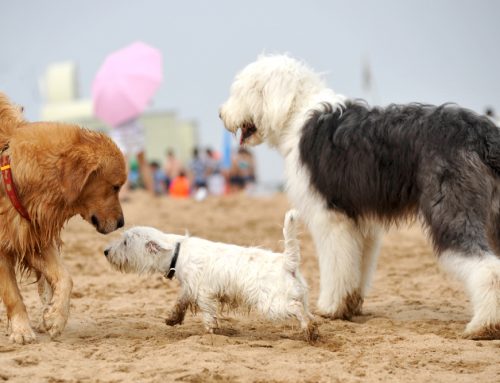 Is Your Puppy or Kitten Missing Important Socialization Experiences?