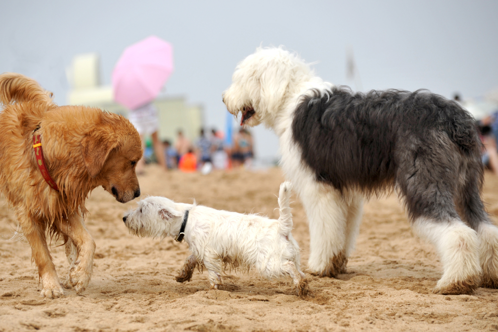 Group of adult dogs socializing and interacting together outdoors in a grassy park environment.
