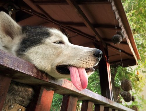 Which Dogs Face the Highest Risk of Heat Stroke?