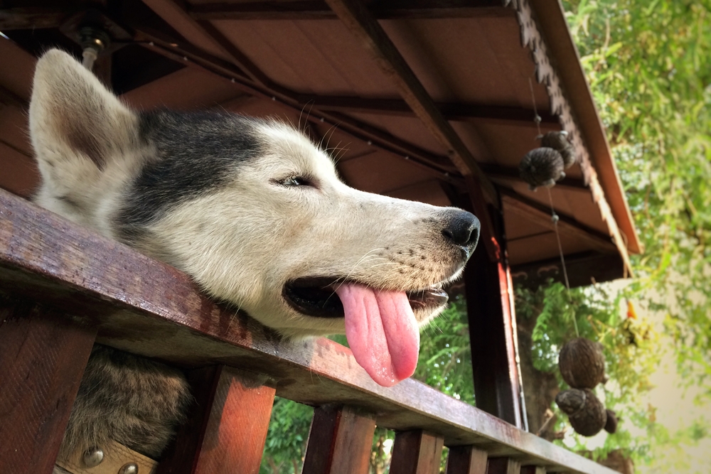 Dog resting outdoors showing signs of dehydration, highlighting the importance of hydration and monitoring pets during hot weather.