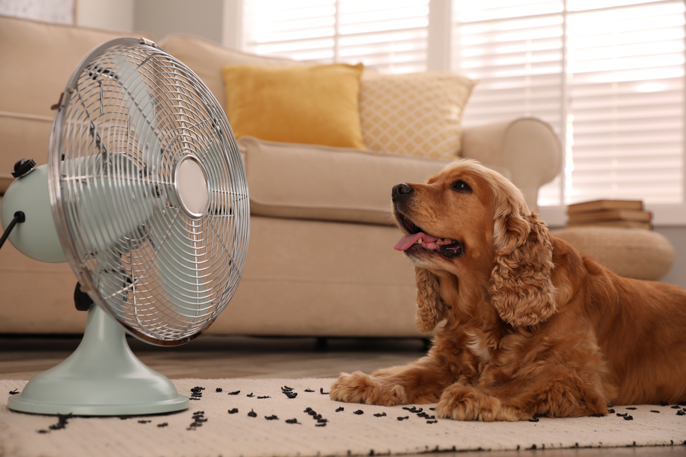 English Cocker Spaniel enjoying a refreshing breeze outdoors during summer, highlighting the importance of keeping pets cool and comfortable in Florida's warm weather.