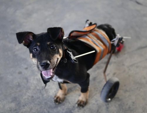 What Mobility Aids Can Help My Senior Pet Move Better?