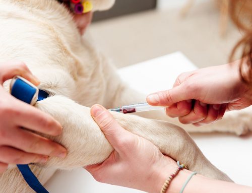 How Do You Know If a Dog Daycare Is Actually Safe?