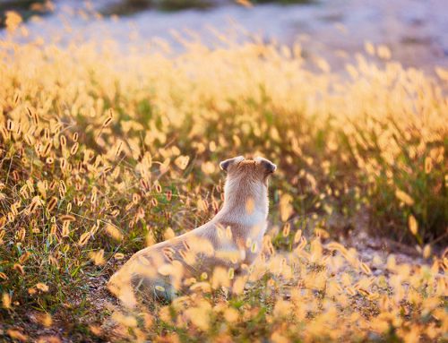 What Florida Trail Hazards Can Actually Send Your Dog to the Vet?