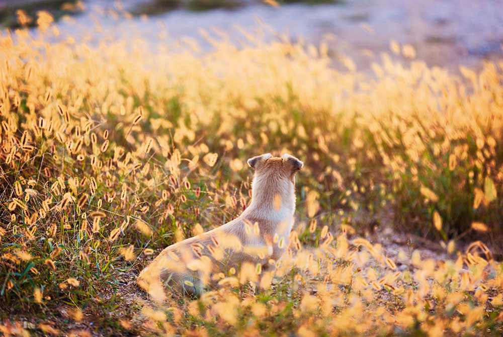 Golden retriever enjoying the outdoors during golden hour, highlighting a healthy, active lifestyle and overall pet wellness.