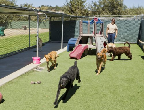 How Do You Know If a Dog Daycare Is Actually Safe?
