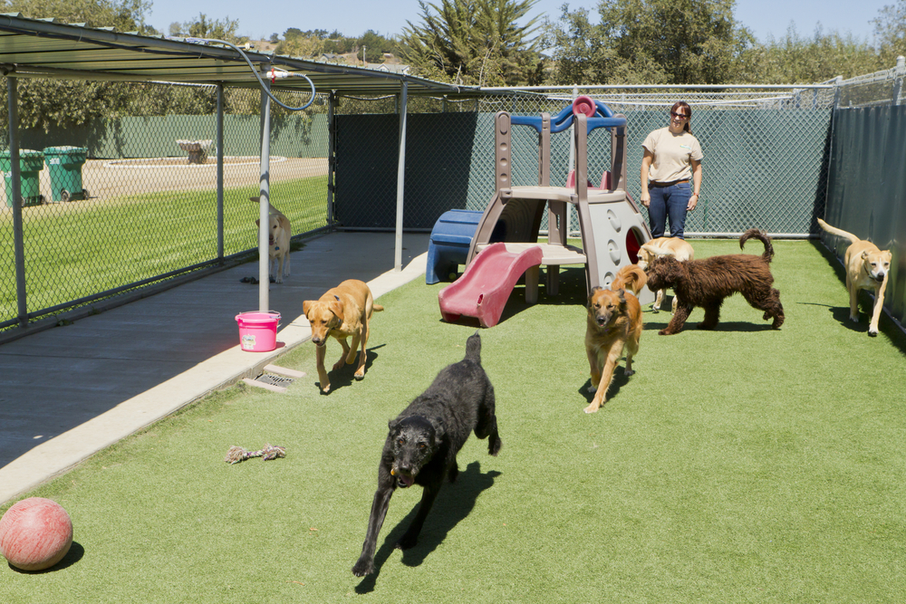 Kennel staff member safely supervising dogs during daycare.