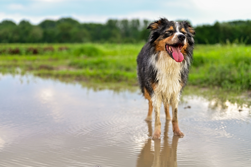 Australian Shepherd dog sitting outdoors in a scenic natural setting, appearing healthy, alert, and well-groomed.