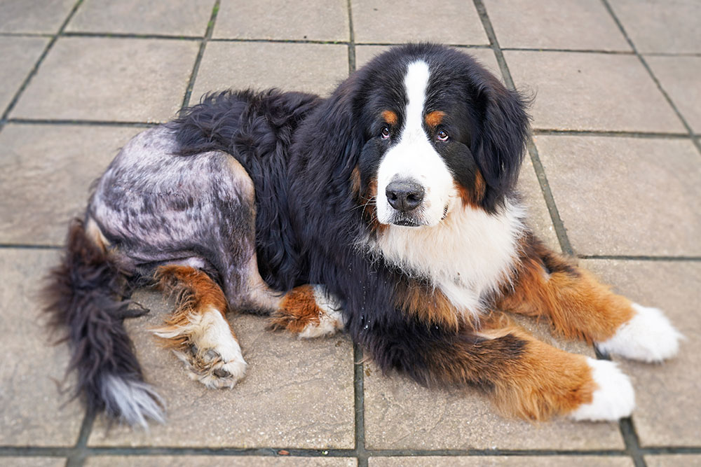 A high-angle shot of a large tricolor Bernese Mountain Dog resting on a tiled patio floor, featuring a large shaved area across its hindquarters with visible surgical scar stitches.