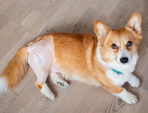 How Do Vets Choose the Right Hip Surgery for Each Pet?