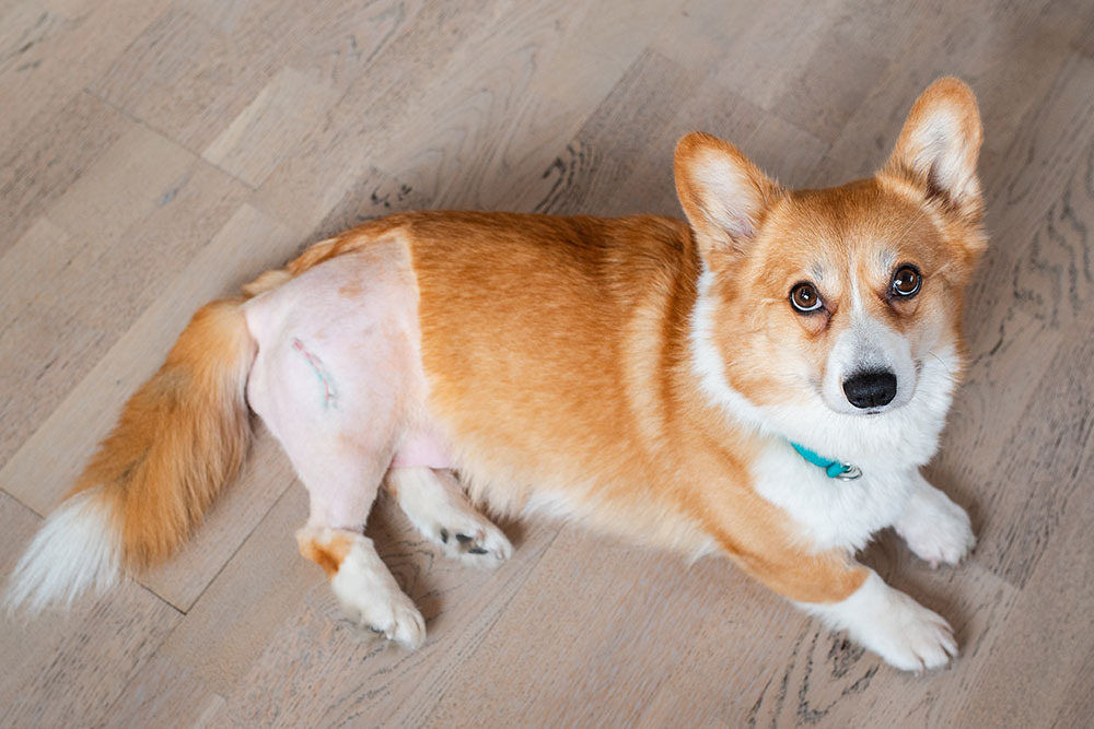 A high-angle shot looking down at a fawn and white Welsh Corgi lying on a light wood floor, featuring a shaved patch on its hind leg with a visible surgical incision and stitches.