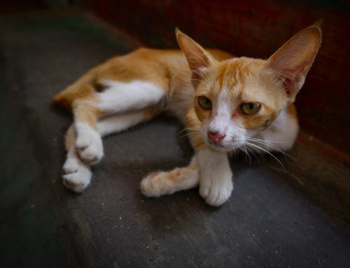 How Serious Is IMHA or ITP in Dogs and Cats?