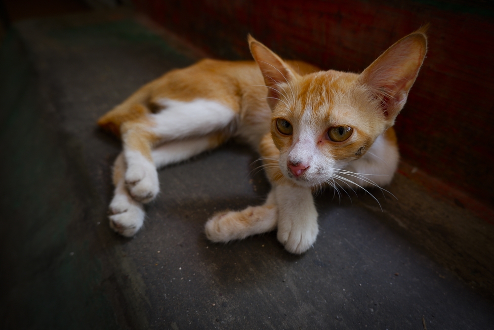 Underweight orange cat showing signs of weight loss during a veterinary health assessment.