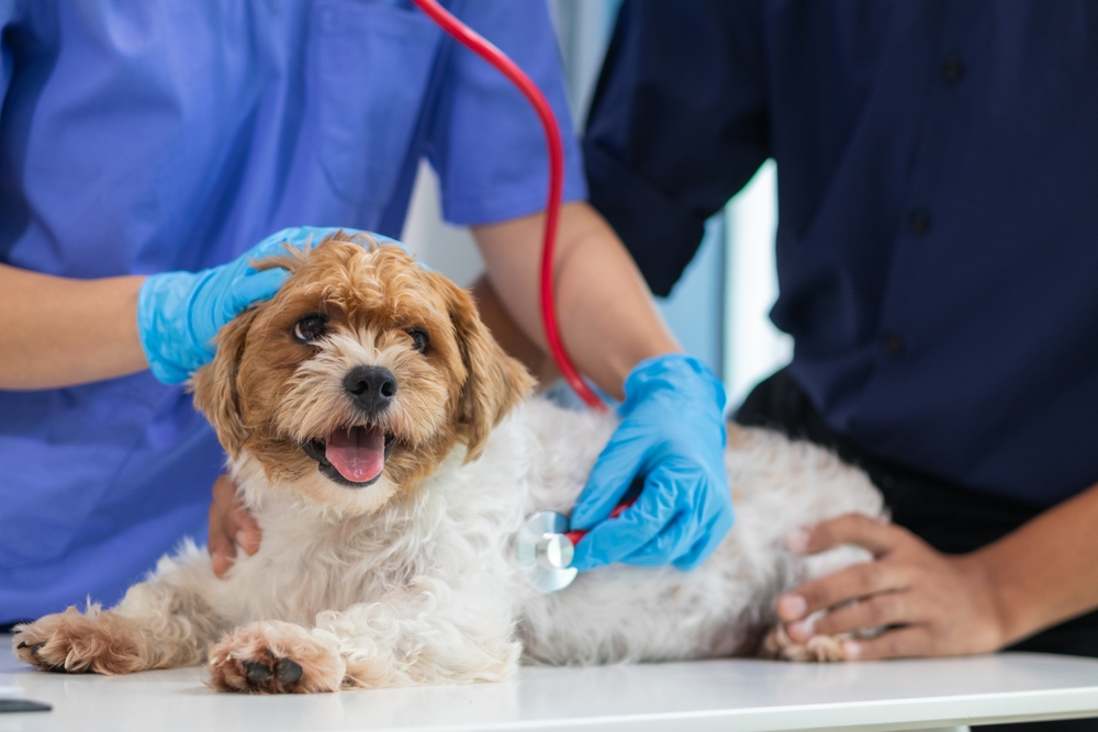 Veterinarian using a stethoscope to examine a dog during a routine health checkup.