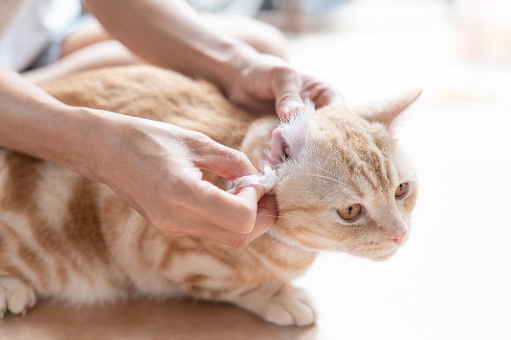 Woman gently cleaning the ears of a relaxed orange cat lying on the floor.