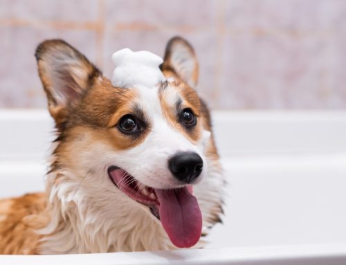 Which Shampoo Should You Use for Your Pet’s Sensitive Skin?