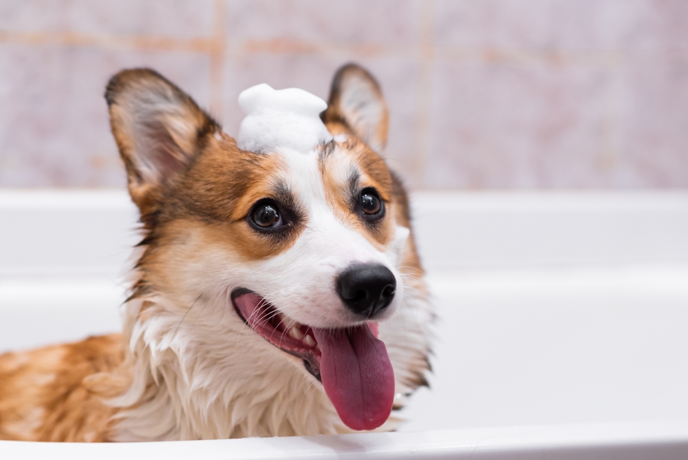Girl bathing a happy Pembroke Welsh Corgi puppy in the shower, tongue out with foam on its head
