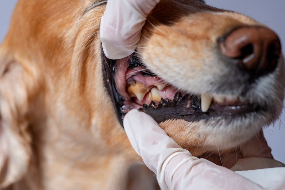 Dog with tartar buildup on its teeth, a sign of dental disease